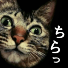 Japanese cat lovers