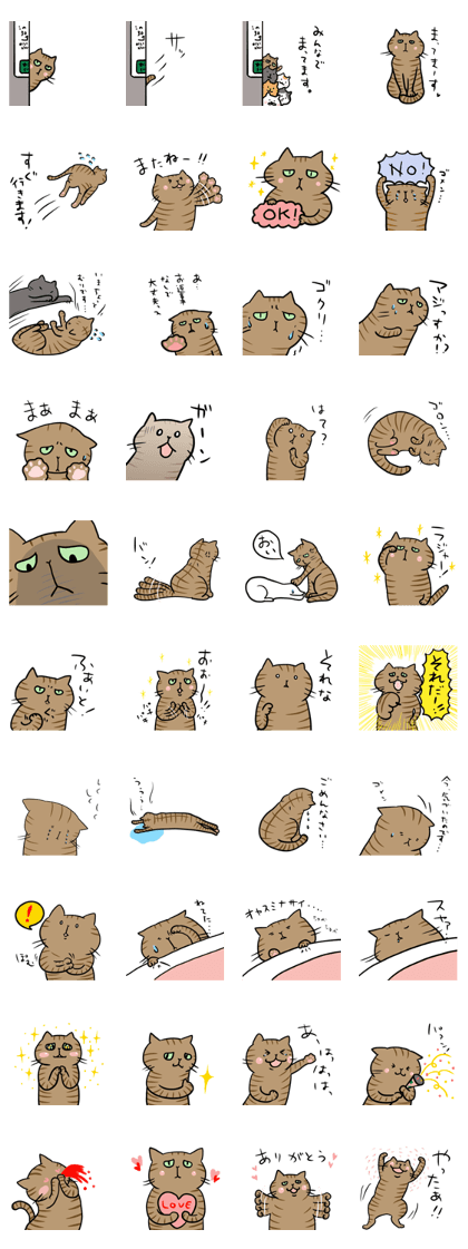 Pheasant tabby cat