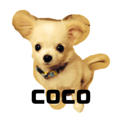 Coco jp Stiker LINE LINE STORE