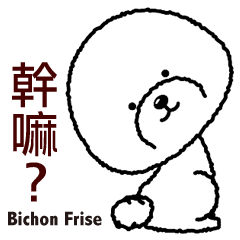 Bichon Frise dog(Taiwan )