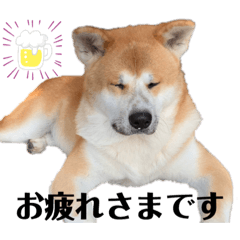 akitainuu