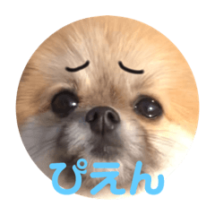 Pomeranian Charo 2