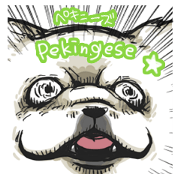 Pekingese's event