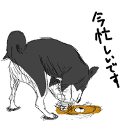 Black Shiba -Ku-
