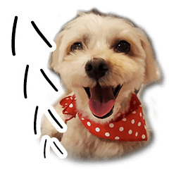Cute Dog Lily's Lovely Sticker Vol.3