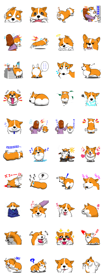 Slightly impertinent Corgi