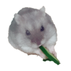 My hamster.totsugi