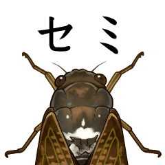Cicada Line Stickers Line Store