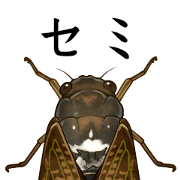 cicada