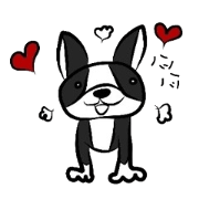 Funny Boston Terrier