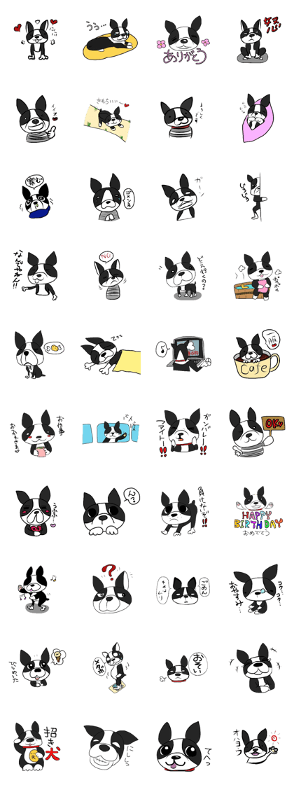Funny Boston Terrier