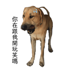 緊繃小犬