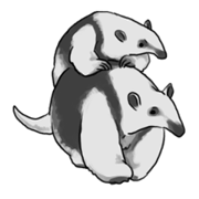 Anteaters comic face(English ver.)