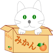 Chat kitten