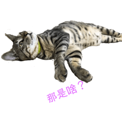 鯨魚+芝麻=？  芝麻篇