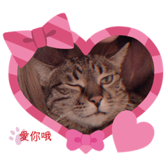 胖貓日常問候語