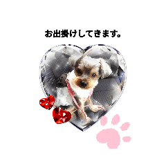 ヨーキーめいちゃんの何となくの一言