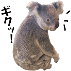 リアルな動物写真のスタンプ Line スタンプ Line Store リアルな動物写真のスタンプ Line スタンプ Line Store