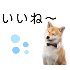 Shiba Inu Luke