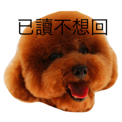 我的名字叫布丁