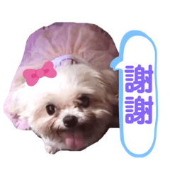 娃娃跟毛孩