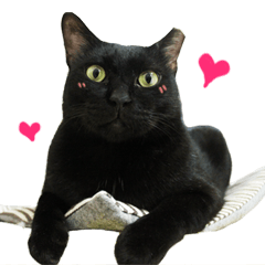 Black cat so cute!