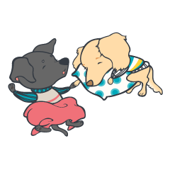 BOLT X CANON