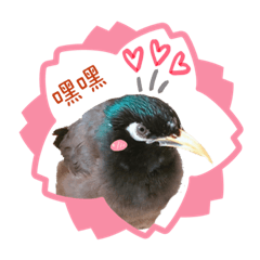 比比與他的八哥朋友