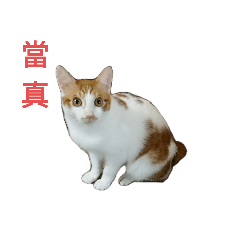 喵咪咪咪