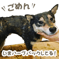 shiba-dog kotaro part2 [SIMPLE ver.]