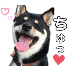 cute shiba kinako