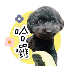 黃肉粽專屬