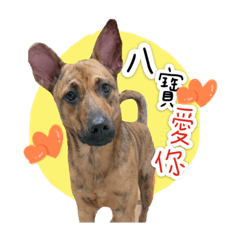 妞妞x八寶