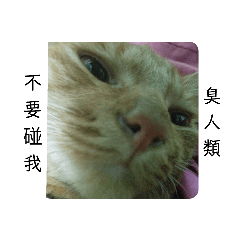 一隻廢物貓---炸雞