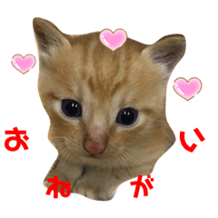 chiitan_20200316143817