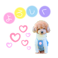 Talking Stamps for Toy Poodle Jake NO.7