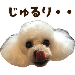 White Toy Poodle Sticker 2