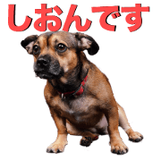 Shion super cute Sticker
