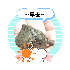 烏龜[火溶果]生活（小瑀）1