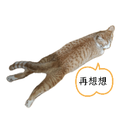 貓咪咪2