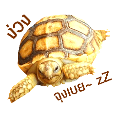 cute turtle_20200321104305