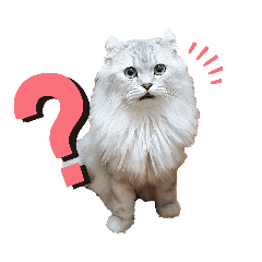 咪咪日常生活篇