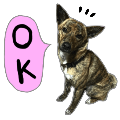 Ordinary days of Ryukyu mixed dog