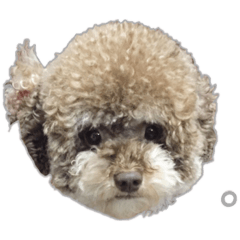 Qube the toy poodle