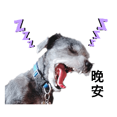 汪星球來探險的狗狗