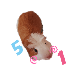我叫圓圓(SHAN.)
