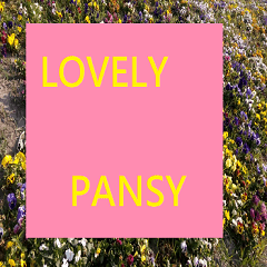 Cute pansy