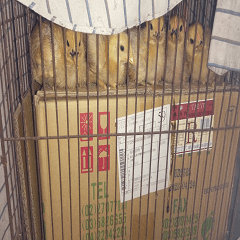 Chicks gathered on a cardboard box