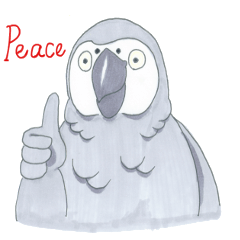 African Grey Parrot  Of Peace