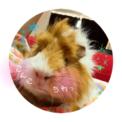 Guinea pig's bisuke